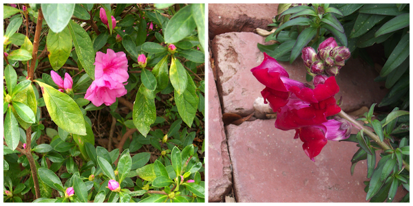 some of the azaleas are already blooming - from deep within the shrub - the snap dragons are another stalwart plant in my garden