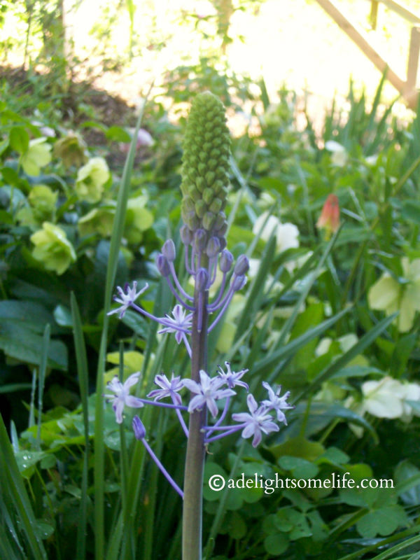 The Scilla is just exquisite in it's color and form