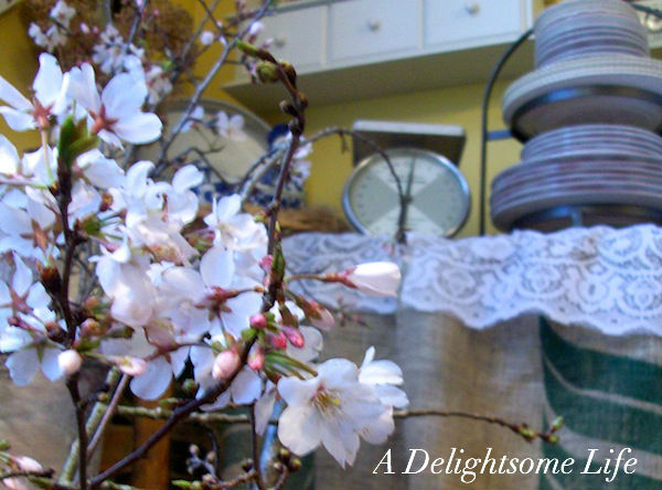Cheery Cherry Blossoms 9
