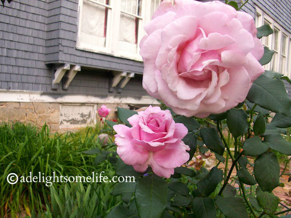 Memorial Day rose - extremely fragrant and large