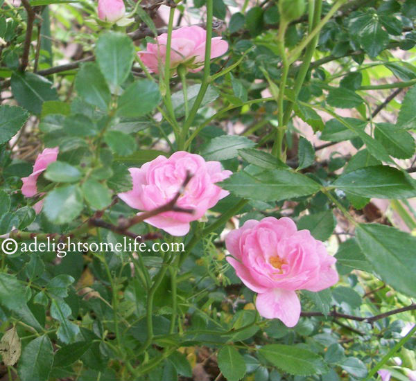 I believe this rose is called a 'Fairy Rose' it is small and sweet and lives in the brick garden