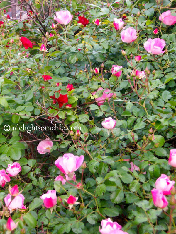 I love the almost kiss of lipstick pink on these roses