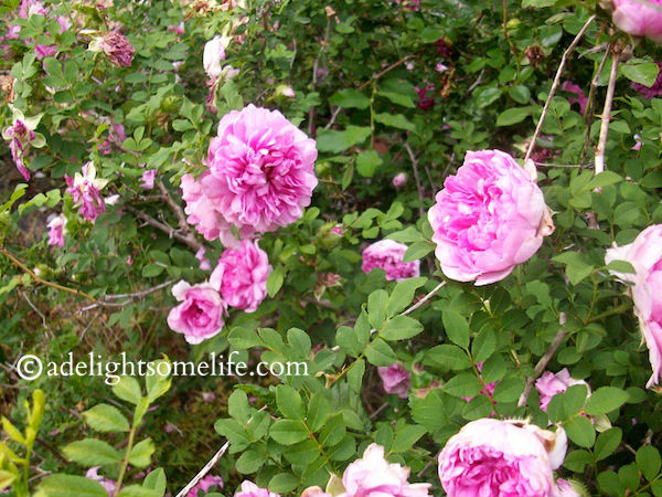 I have two of these shrub roses flanking the arbor on the westside of the garden. Their heavy with thorns, but also with delightful blooms