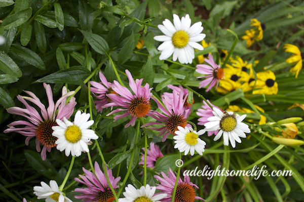 My cottage flowers - Purple Coneflower, Daisy and Black-Eye Susan are bowed over by the rain 