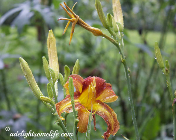 the Daylilies are also filling with water and holding up beautifully 