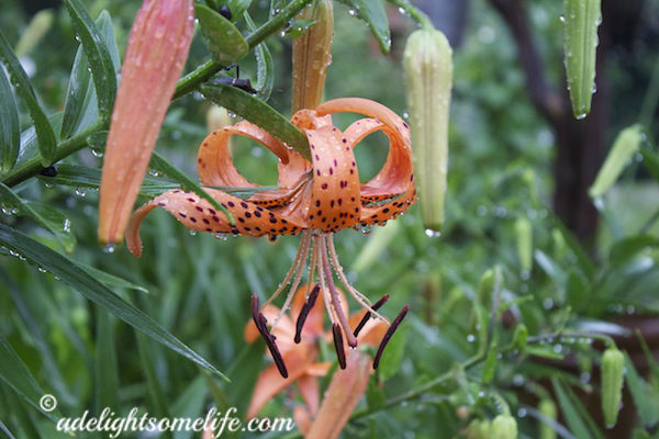 droplets of water cling to the newly opened Tiger Lily 