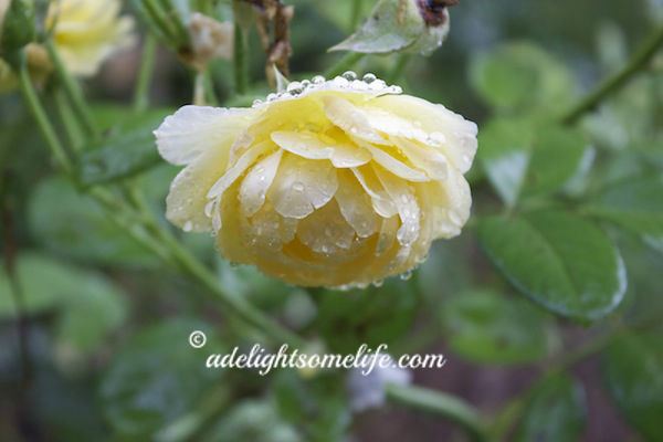 The David Austen rose is also bowed and filled with water droplets 