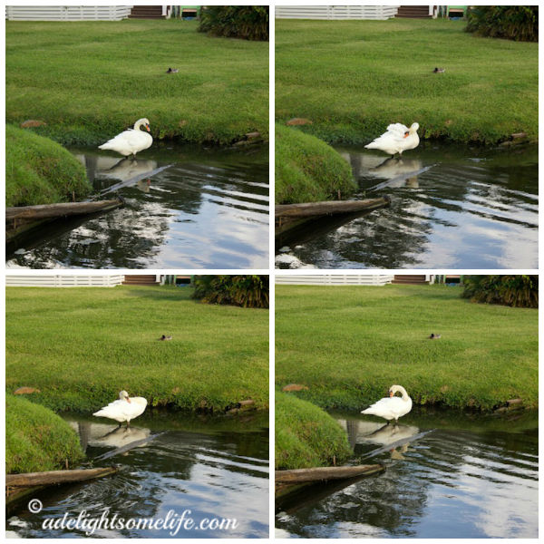 Swan Grooming