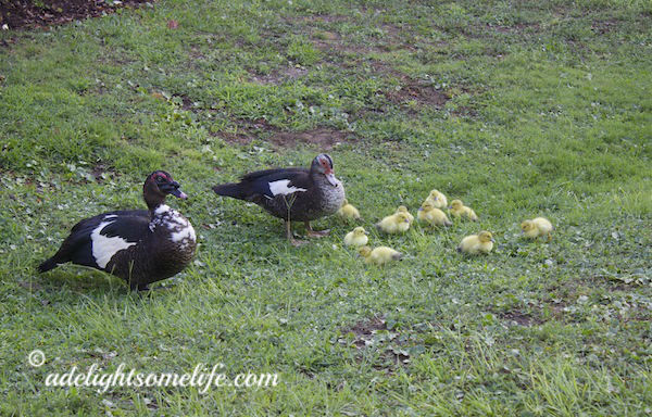 ducks and ducklings
