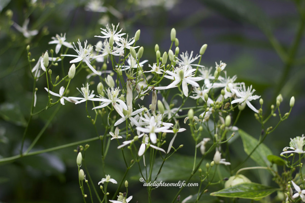 A Delightsome Life Sweet Autumn Clematis