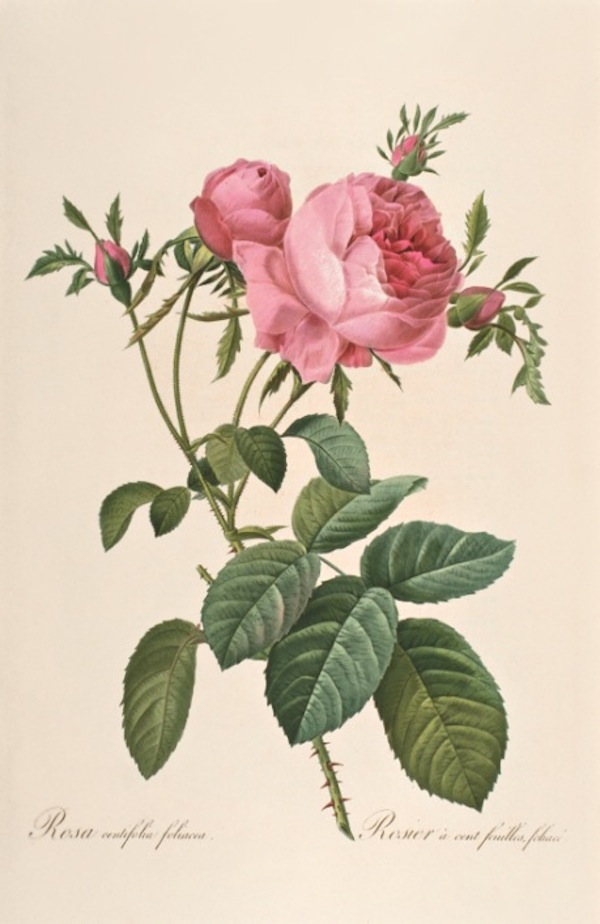 p.207: Cabbage rose. © Muséum national d’Histoire naturelle, Dist. RMN / image du MNHN, bibliothèque centrale, Redouté Pierre Joseph (1759-1840)