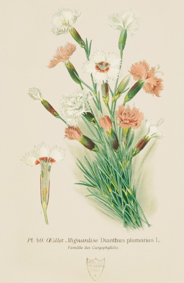 p.54: Carnation. © Muséum national d’Histoire naturelle, Dist. RMN / image du MNHN, bibliothèque centrale