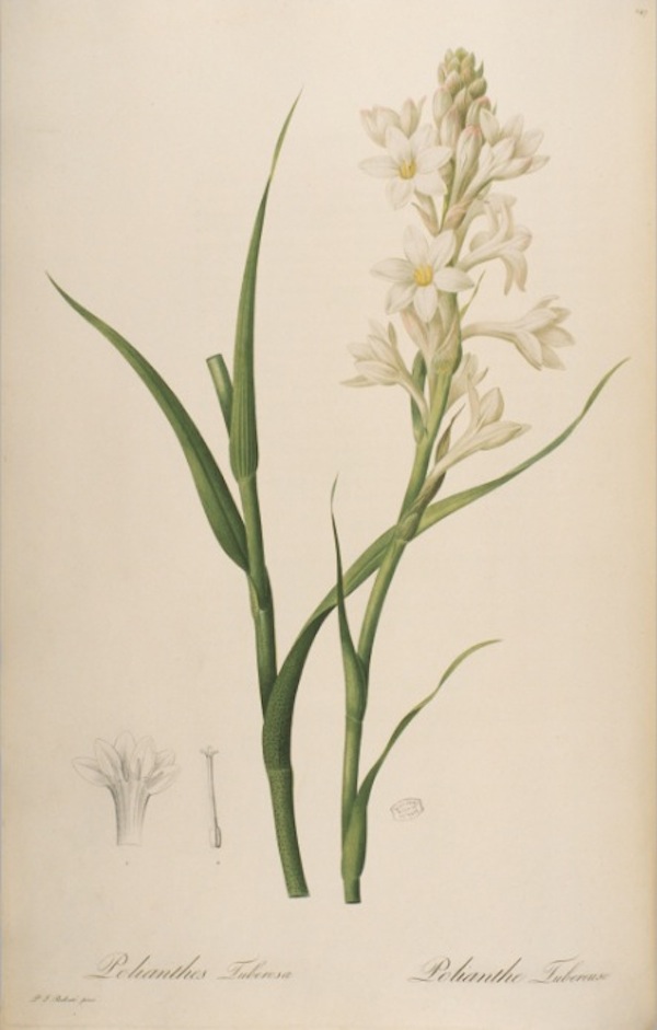 p.47: Tuberose. © Muséum national d’Histoire naturelle, Dist. RMN / image du MNHN, bibliothèque centrale, Redouté Pierre Joseph (1759-1840)