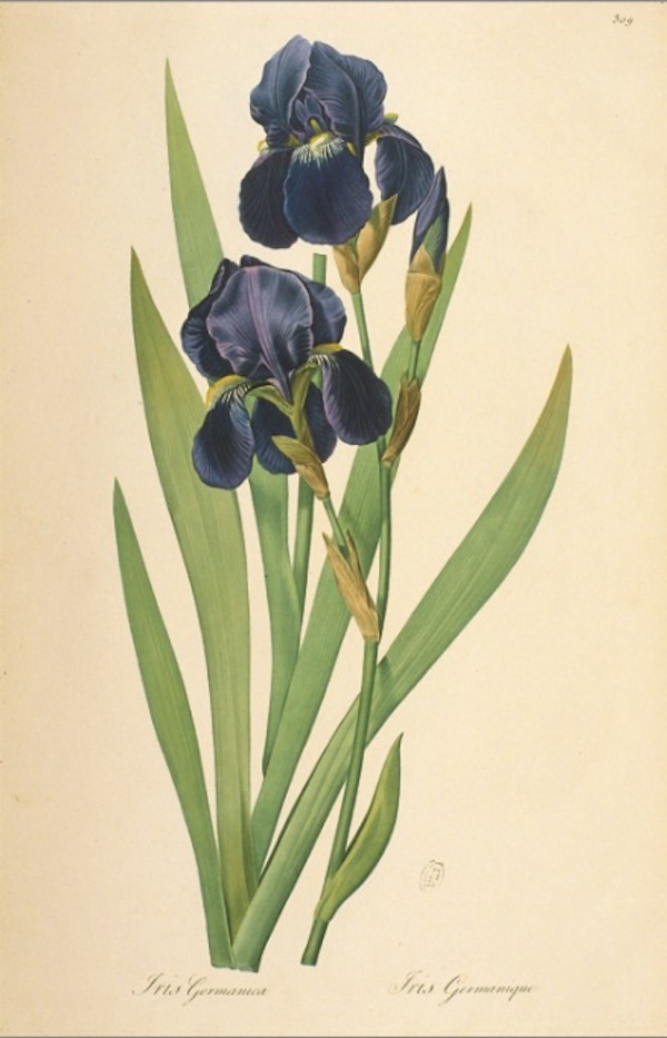 p.39: Bearded German iris. © Muséum national d’Histoire naturelle, Dist. RMN / image du MNHN, bibliothèque centrale, Redouté Pierre Joseph (1759-1840)