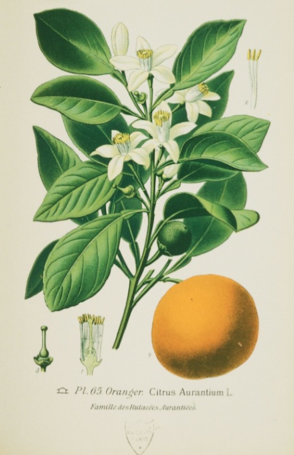 p.52: Orange. © Muséum national d’Histoire naturelle, Dist. RMN / image du MNHN, bibliothèque centrale
