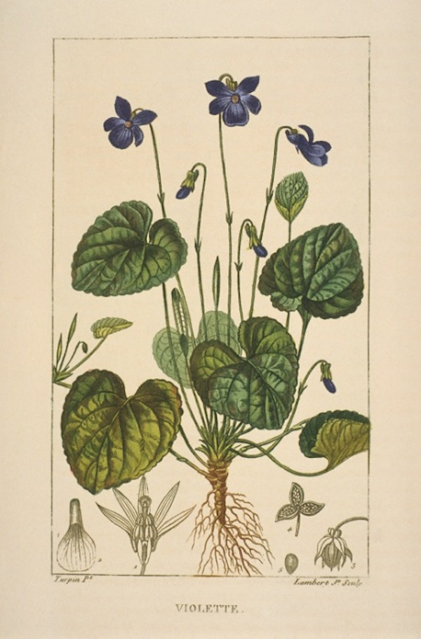 p.131: Wood violet. © Muséum national d’Histoire naturelle, Dist. RMN / image du MNHN, bibliothèque centrale, Turpin Pierre Jean François (1775-1840)
