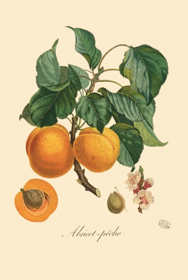 p.195: Apricot. © Muséum national d’Histoire naturelle, Dist. RMN / image du MNHN, bibliothèque centrale, Bouquet Louis (1765-1814)
