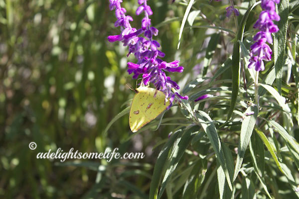 Mexican Sage and yellow butterfly