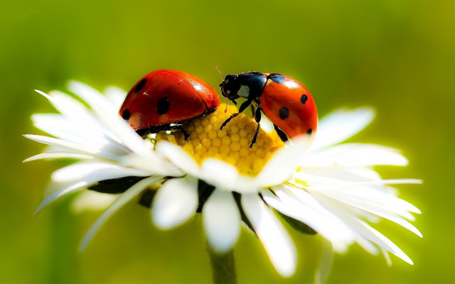 hd-ladybug-wallpaper-with-two-ladybugs-on-a-white-flower-hd-ladybugs-wallpapers-backgrounds-pictures-photos