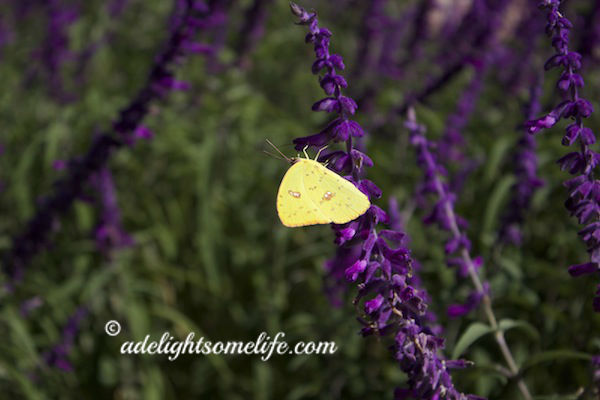 mexican sage and yellow butterfly adelightsomelife.com
