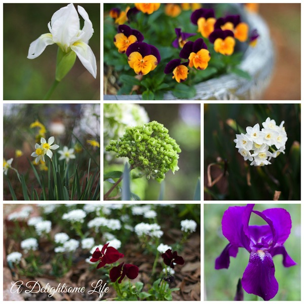 March Spring Flowers Collage