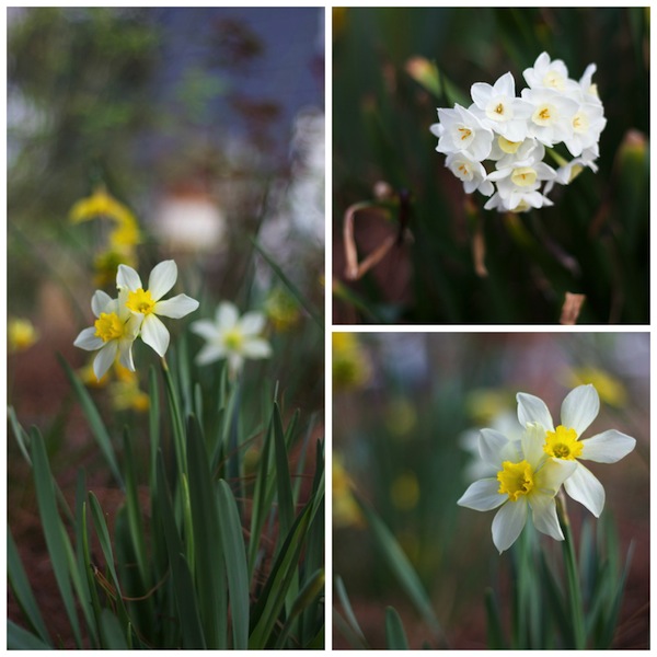 daffodil narcissus collage