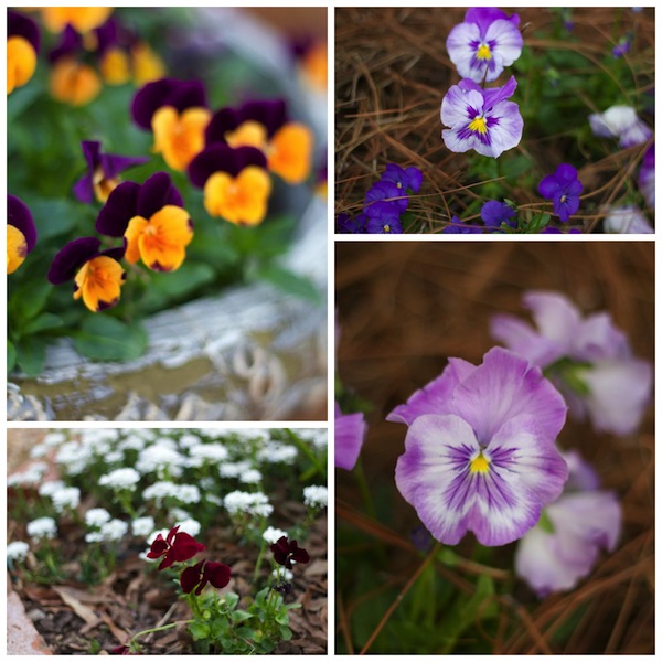 pansy collage
