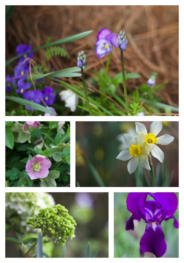 spring garden collage2