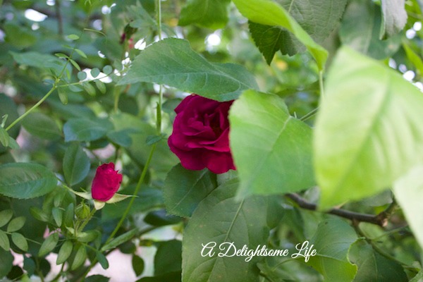 A DELIGHTSOME LIFE DAVID AUSTEN ROSE TURN RED