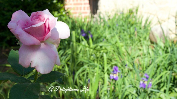 A DELIGHTSOME LIFE MEMORIAL DAY ROSE