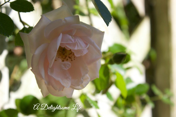 A DELIGHTSOME LIFE PINK DAWN ROSE