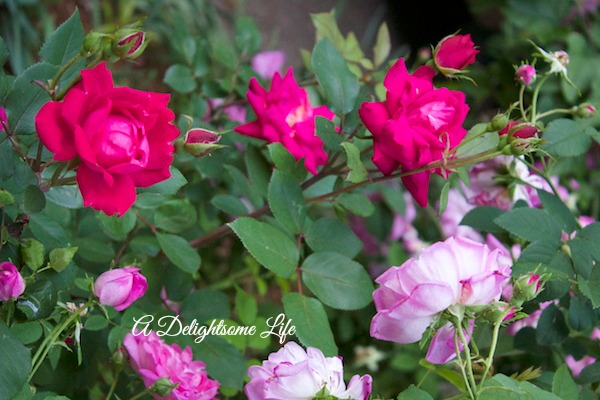 A DELIGHTSOME LIFE RED KNOCKOUT ROSES