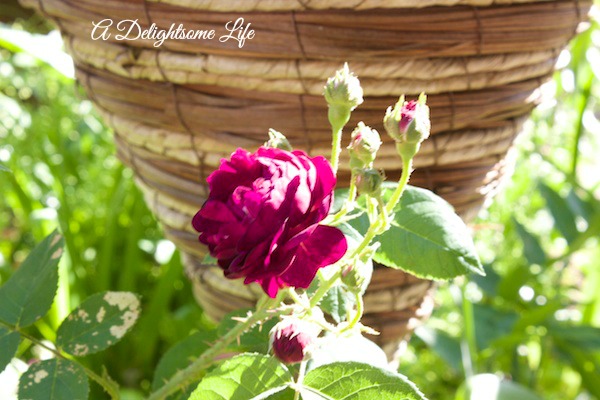 A DELIGHTSOME LIFE SMALL BURGUNDY ROSE