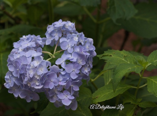 A-DELIGHTSOME-LIFE-PRUNING-WILTED-HYDRANGEA-WATERING