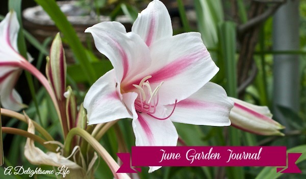 June Garden Journal