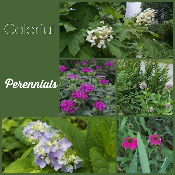 colorful summer perennial collage