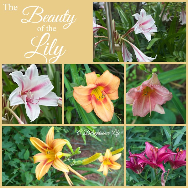 lily collage