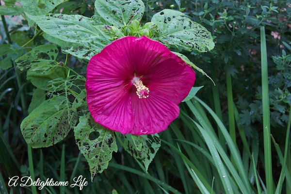 A-DELIGHTSOME-LIFE-PERENNIAL-HIBISCUS