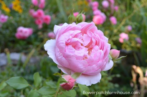 August Roses 20 breathtaking roses for your garden