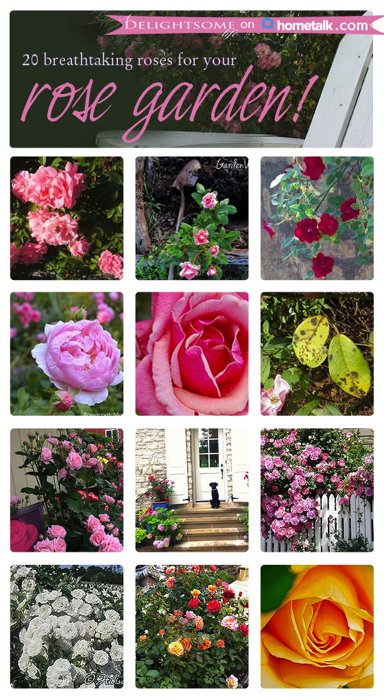 20 breathtaking roses for your garden