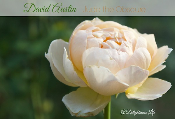 A-DELIGHTSOME-LIFE-AUGUST-GARDEN-JUDE-THE-OBSCURE