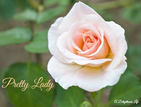 A-DELIGHTSOME-LIFE-AUGUST-GARDEN-PRETTY-LADY-ROSE