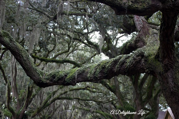 Live Oaks and Spanish Moss A Delightsome Life