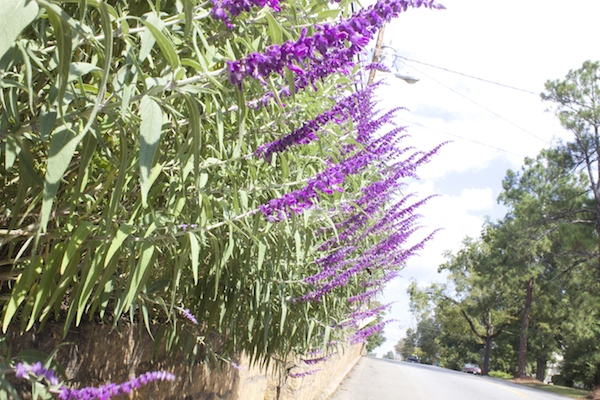 Mexican Sage along roadway A Delightsome Life