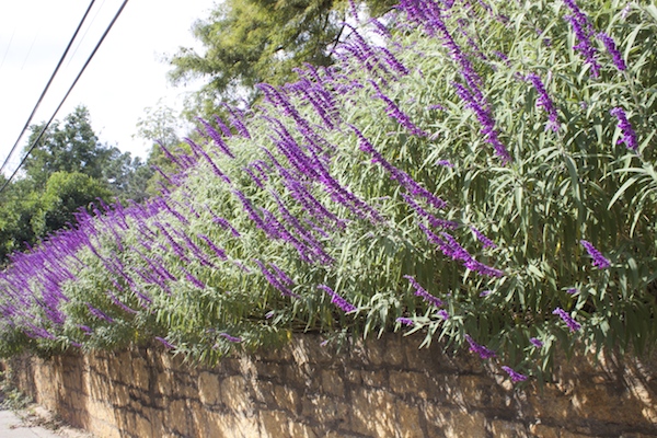 Mexican Sage at Stone Wall A Delightsome Life