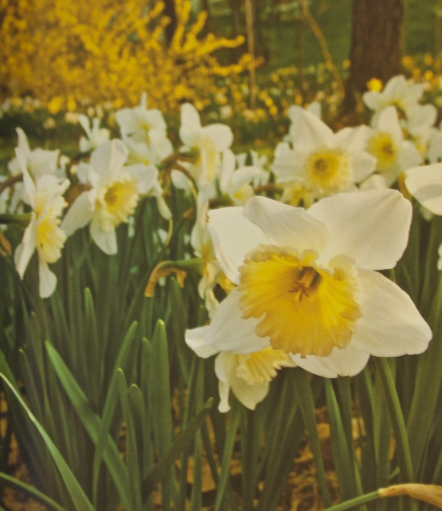 Daffodils are the most reliable bulb for the Southern garden