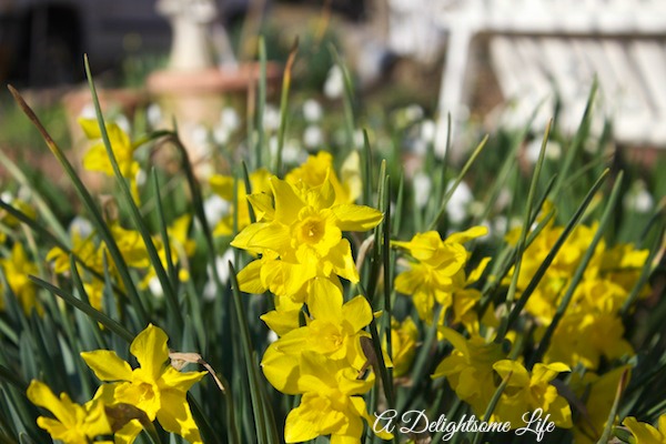 A-DELIGHTSOME-LIFE-daffodils-by-crabapple-