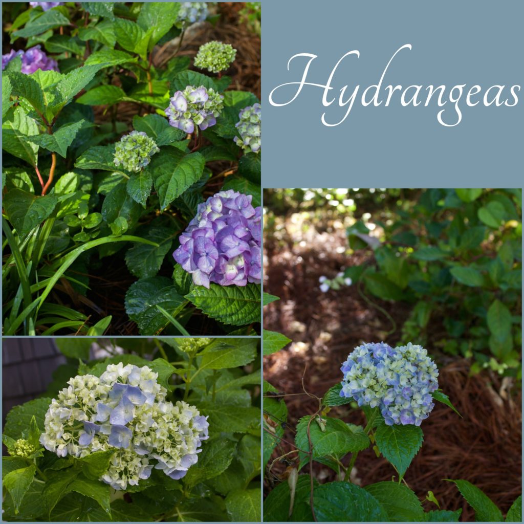 Hydrangea collage