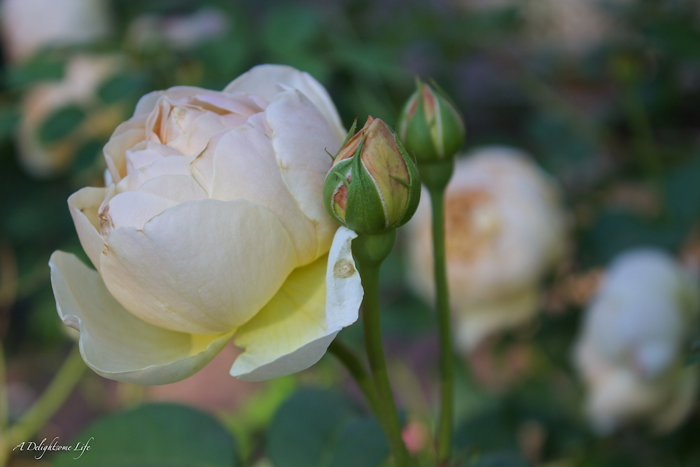 one of the David Austen roses