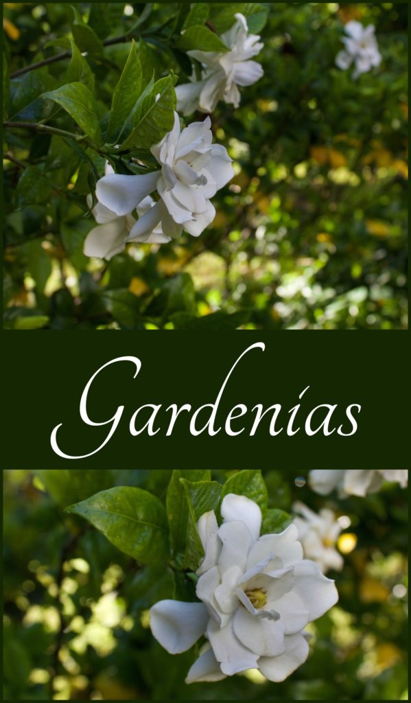 gardenia collage